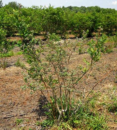 Blueberry bush.