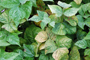 Spider mite damage to beans