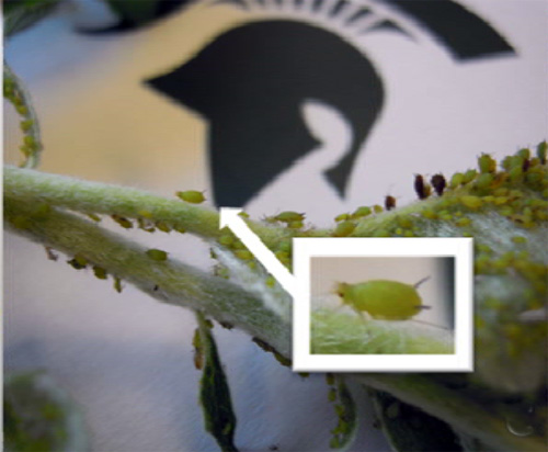 Green apple aphid