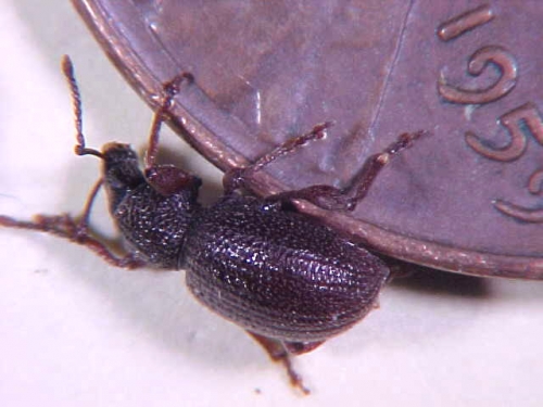 Strawberry root weevil