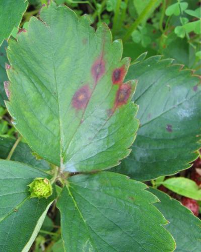 strawberry phomopsis leaf blight