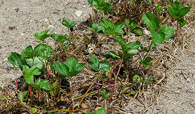 Newly emerging strawberries in strawberry field.