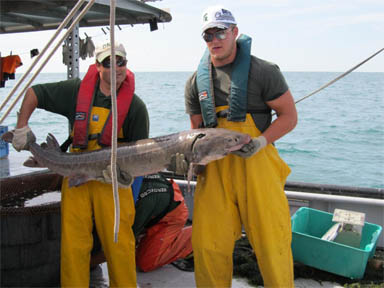 Lake sturgeon.