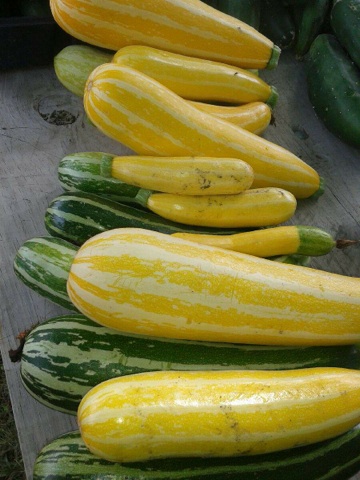 Summer squash