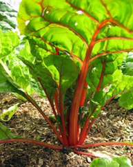 Swiss Chard