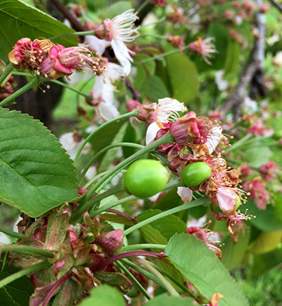 Sweet cherry fruitlets