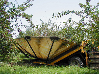 Tart cherries being harvested