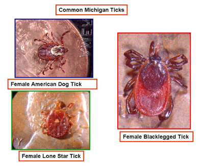 ticks