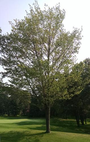 Planting a tree successfully requires the correct planting depth