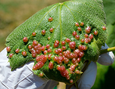 Close up of gall on leaves.