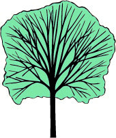 ulmus americana tree shape
