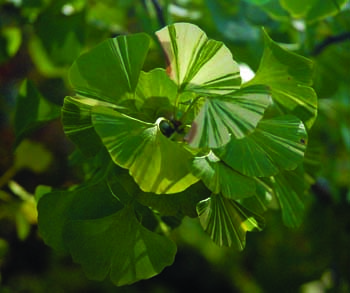 verigate ginkgo