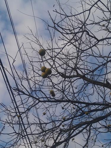 Walnut Branches