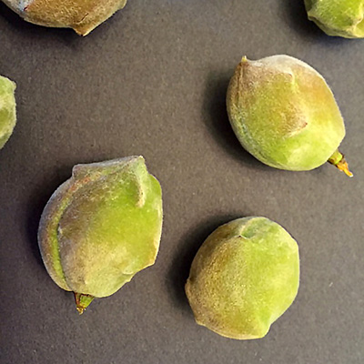 Close-up of misshapen peaches