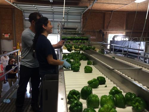 3)	Washed pepper sorting Mike Pirrone produce