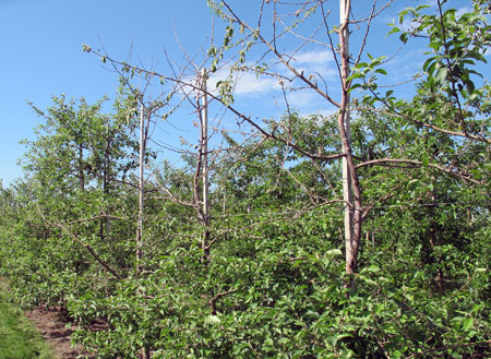 Winter injury on Fuji tree