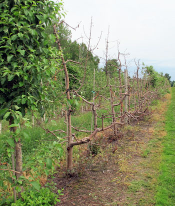 Winter kill McIntosh trees