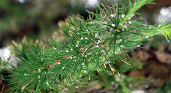 woolly larch adelgid damage