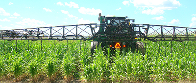 Y-drop system in a corn field