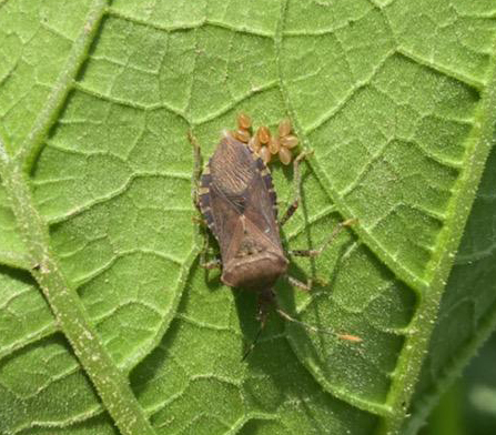 Bug with eggs on a leaf.