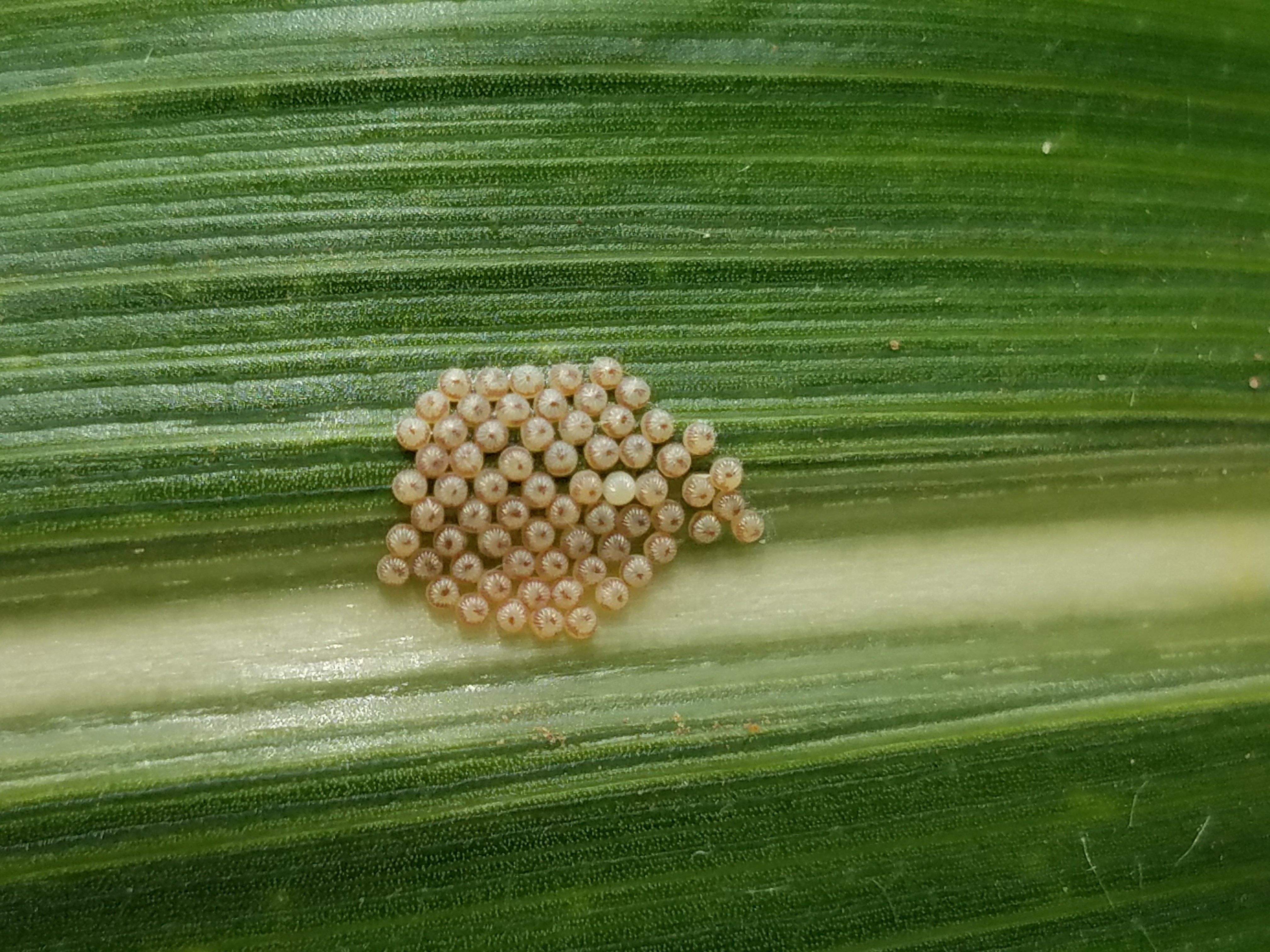 Southwest Michigan vegetable update June 17, 2020 Vegetables