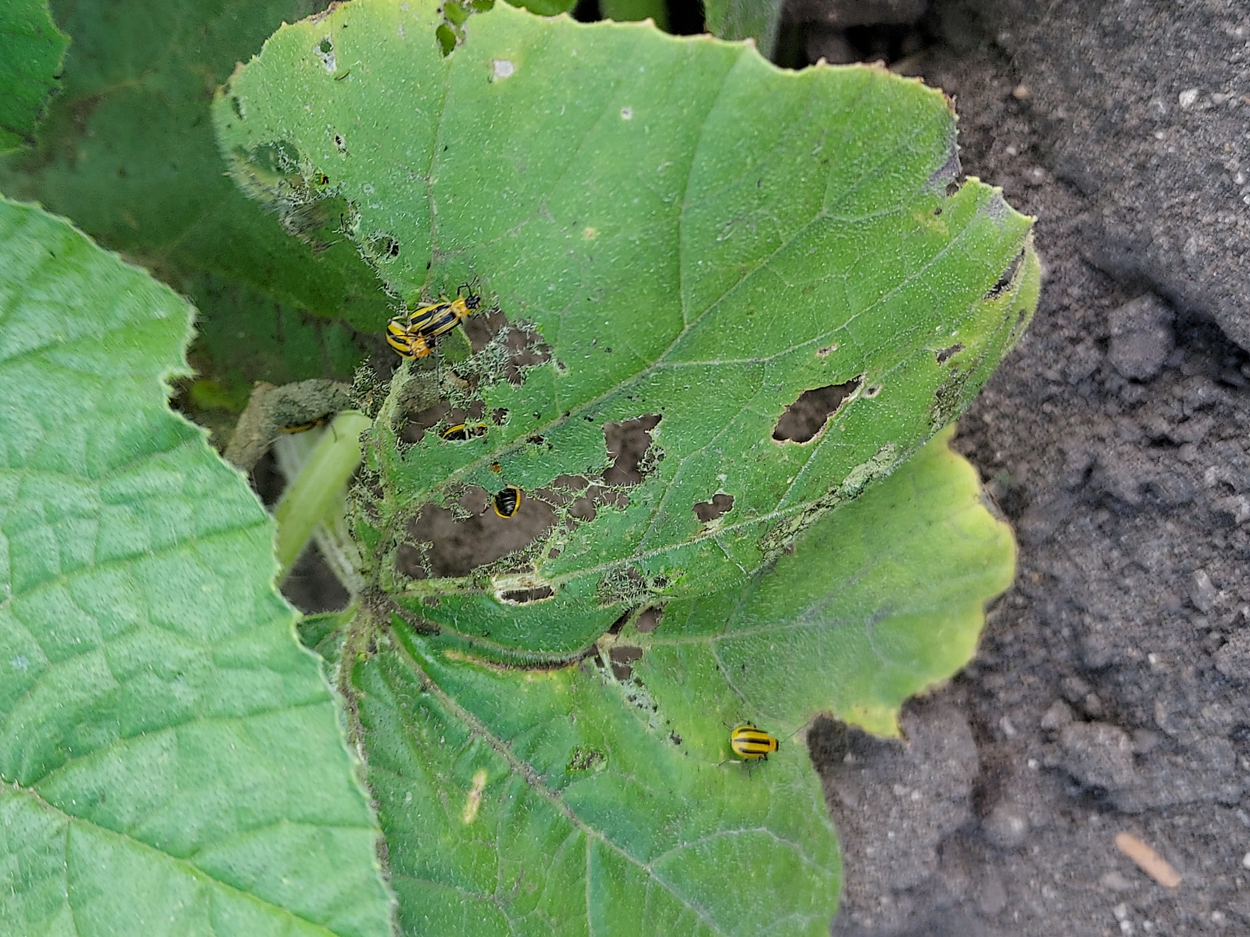insect damage on cucumber leaf