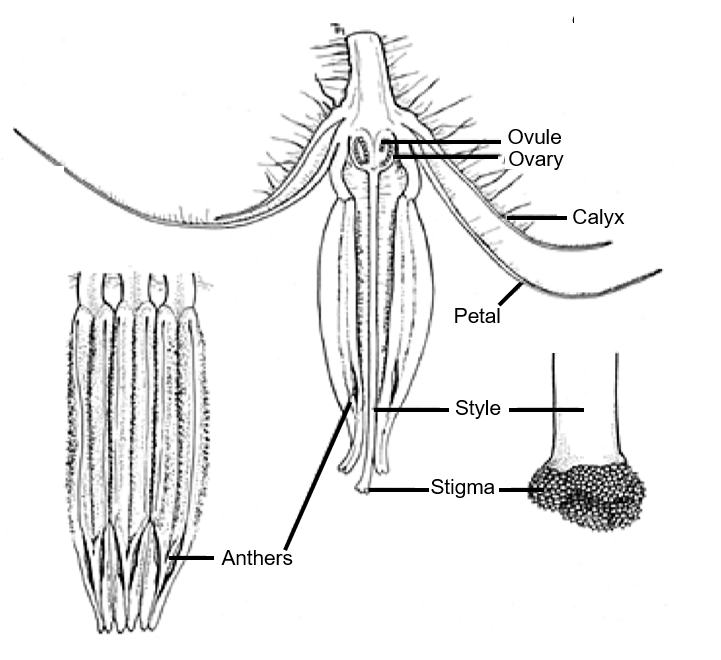 Parts of flower