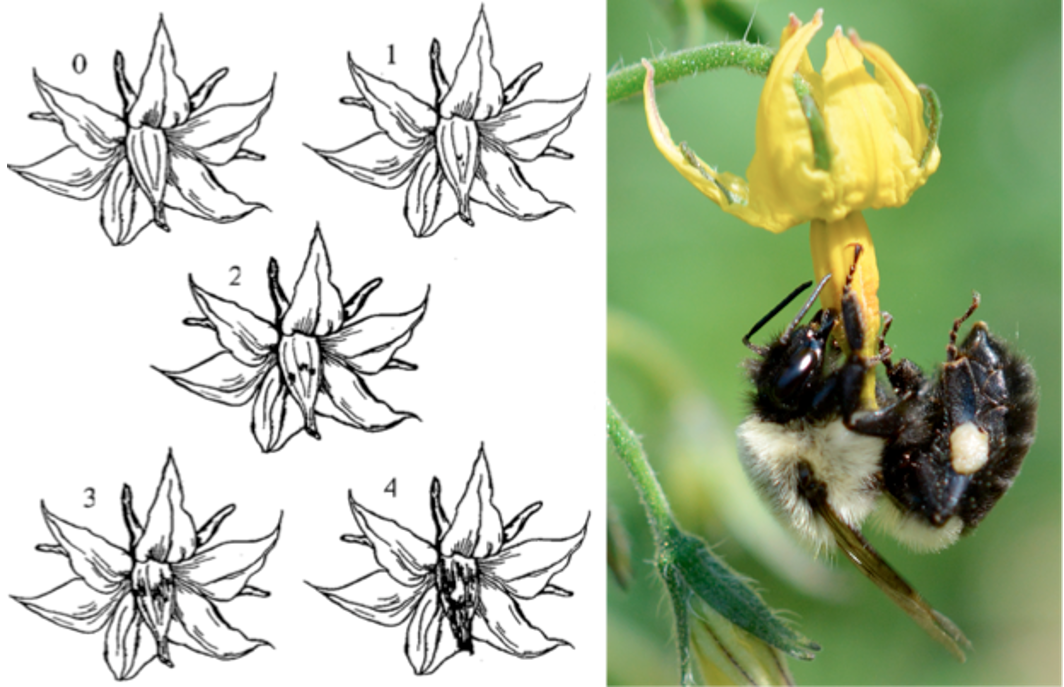 Bruising diagram and bee on stamen