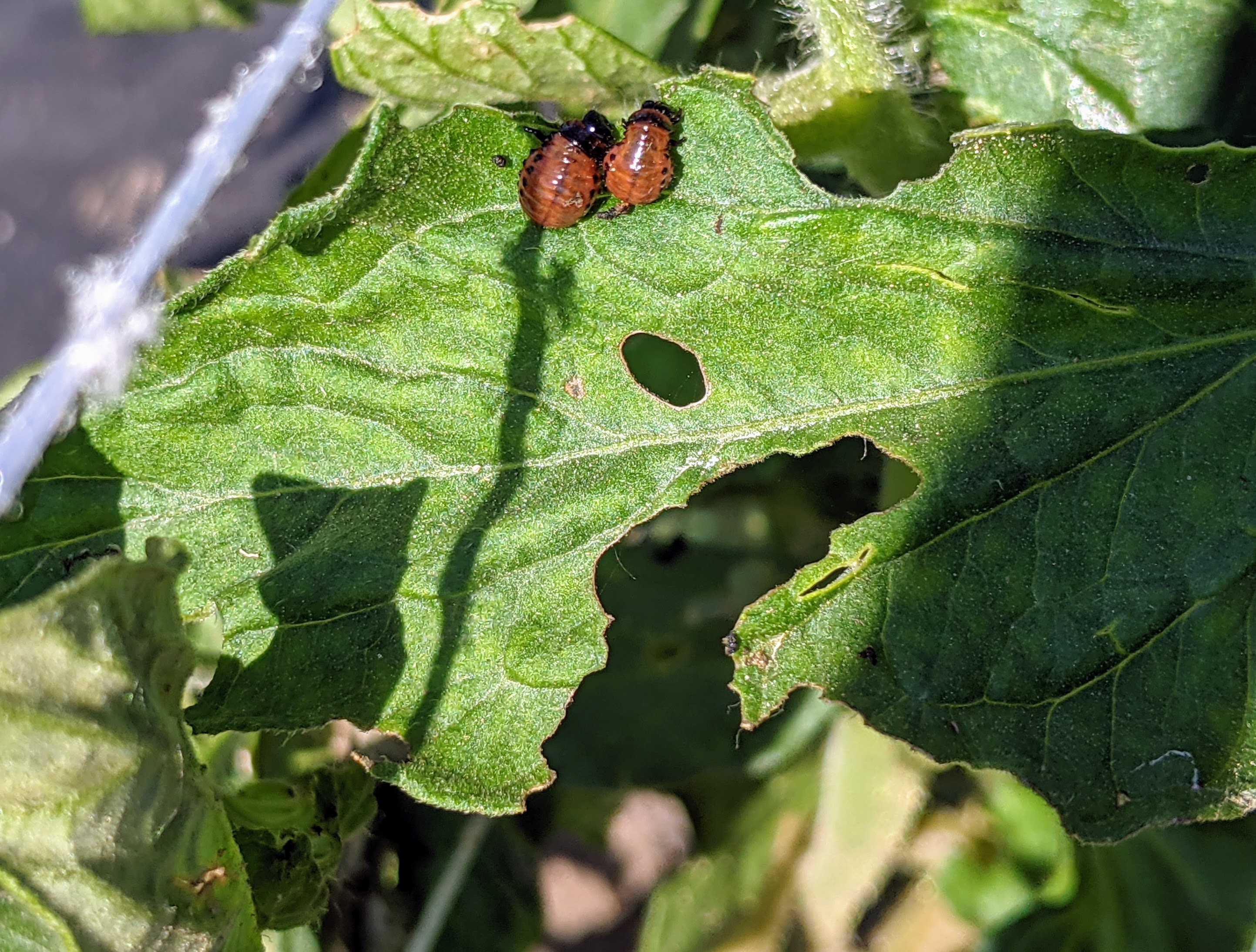 Colorado potato beetle feeding on leaf