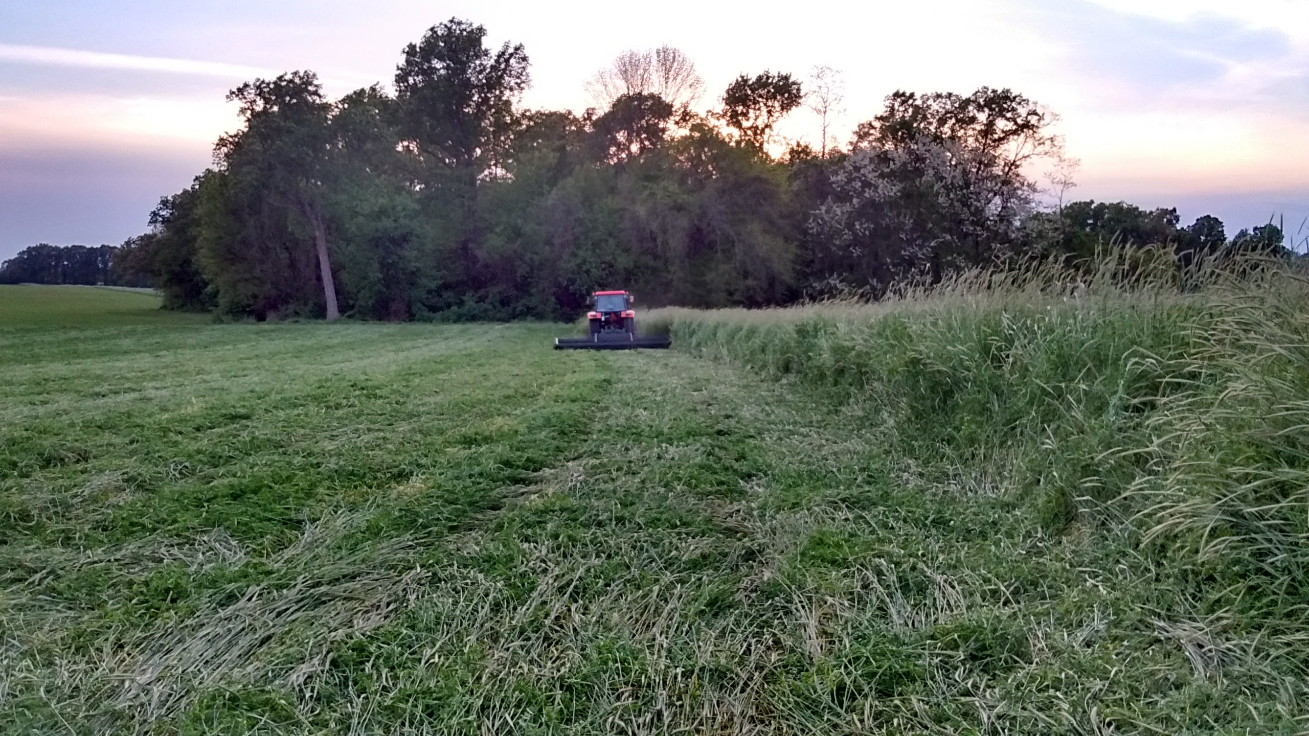 Cover crop field