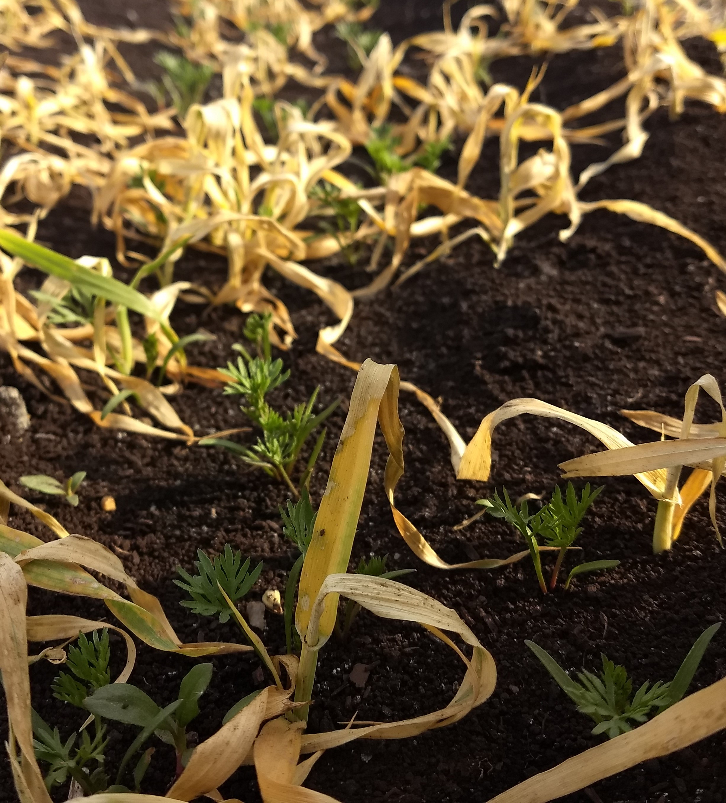Carrots in field