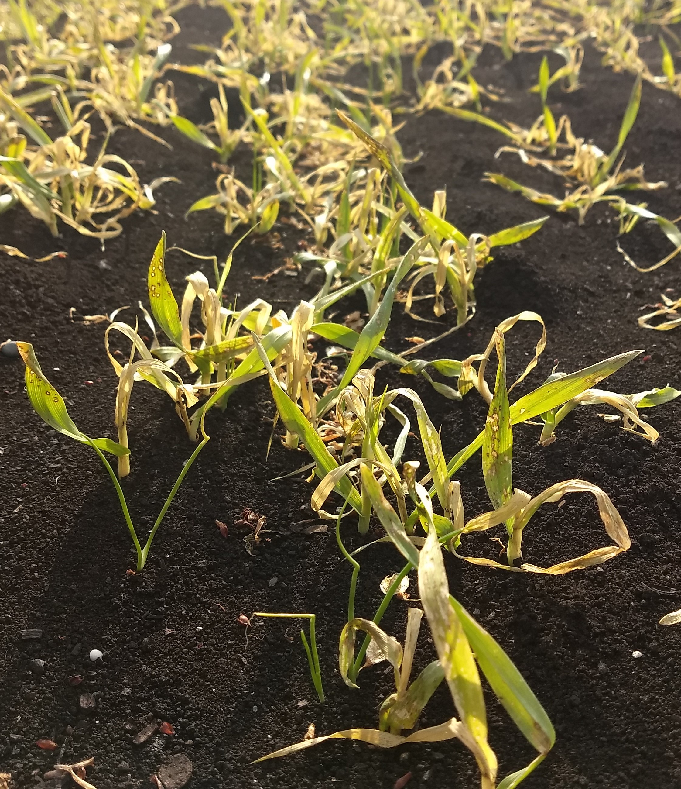 Seeded onions