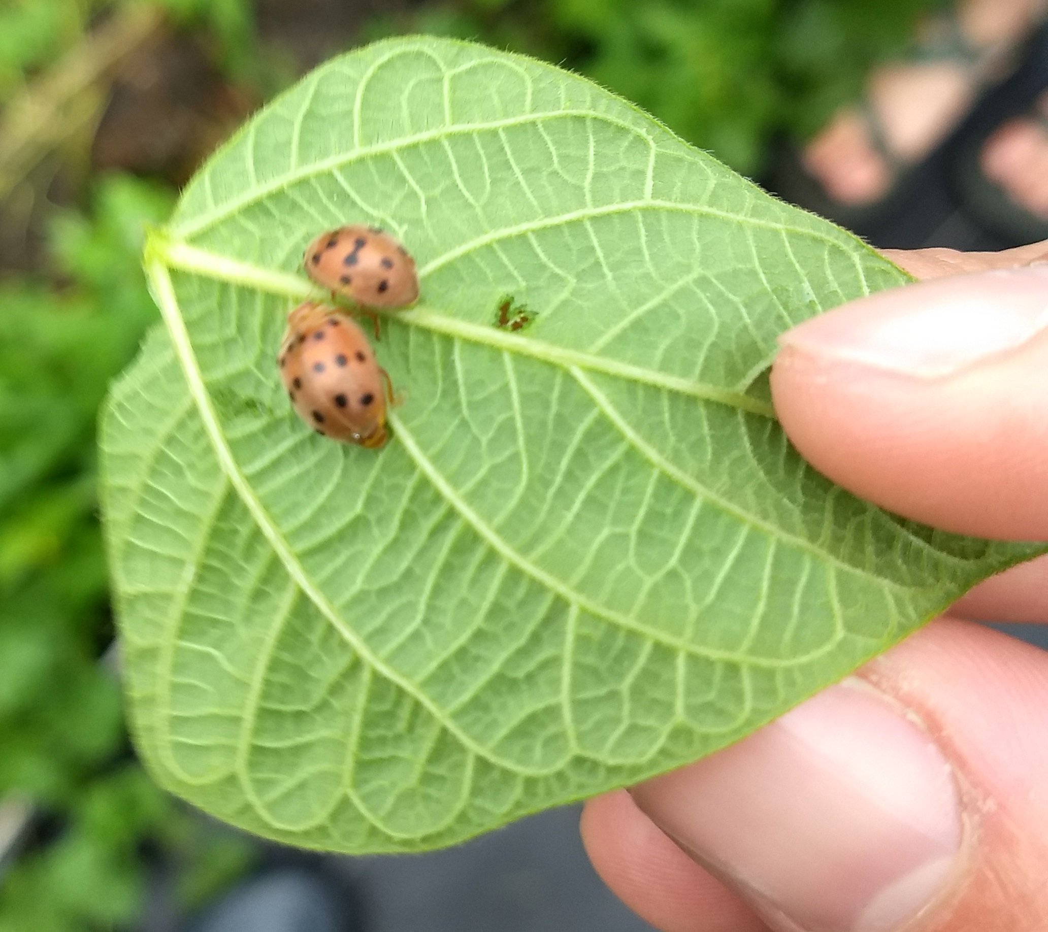 Two beetles on a leaf.