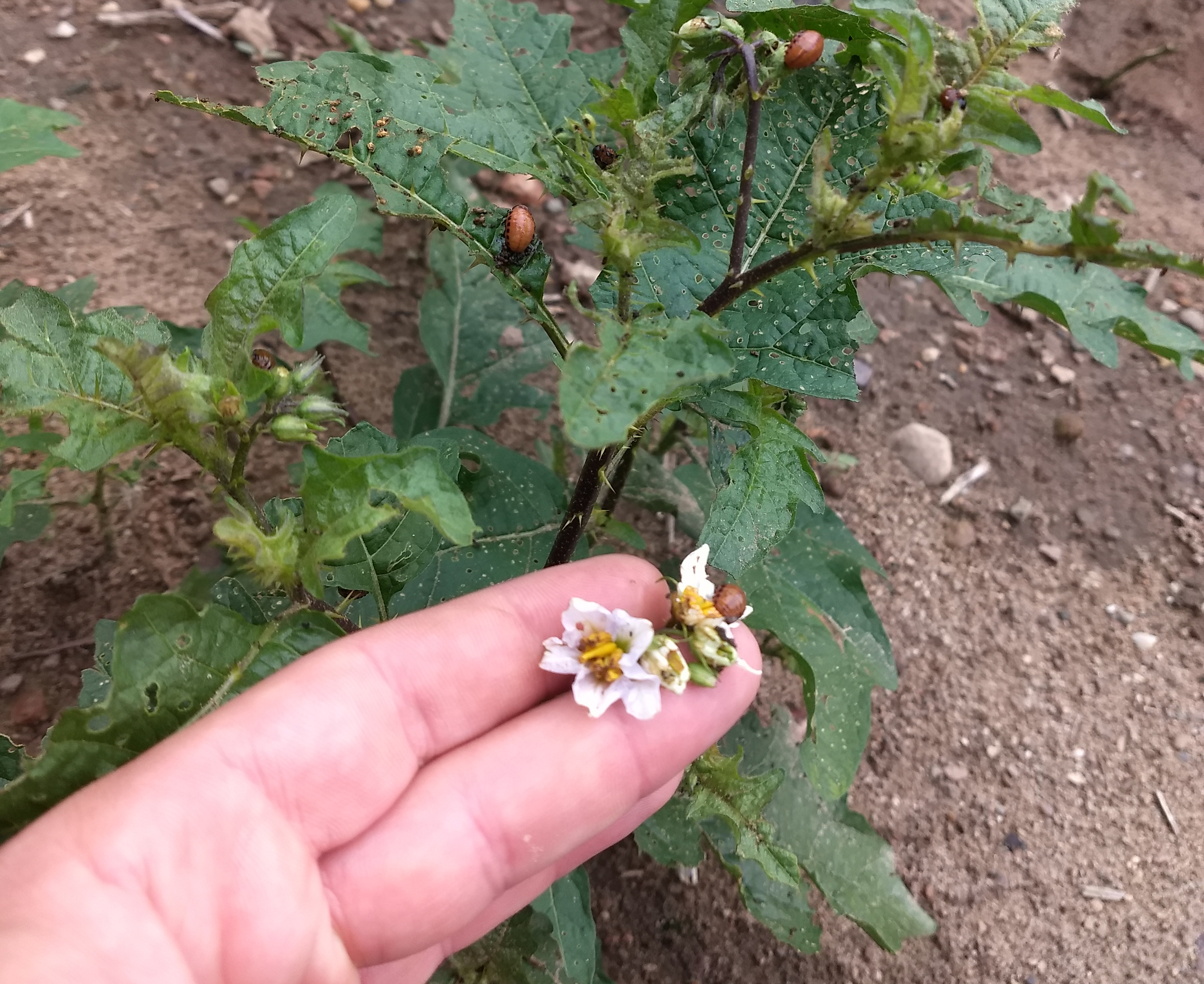 Colorado potato beetles on horsenettle plant.