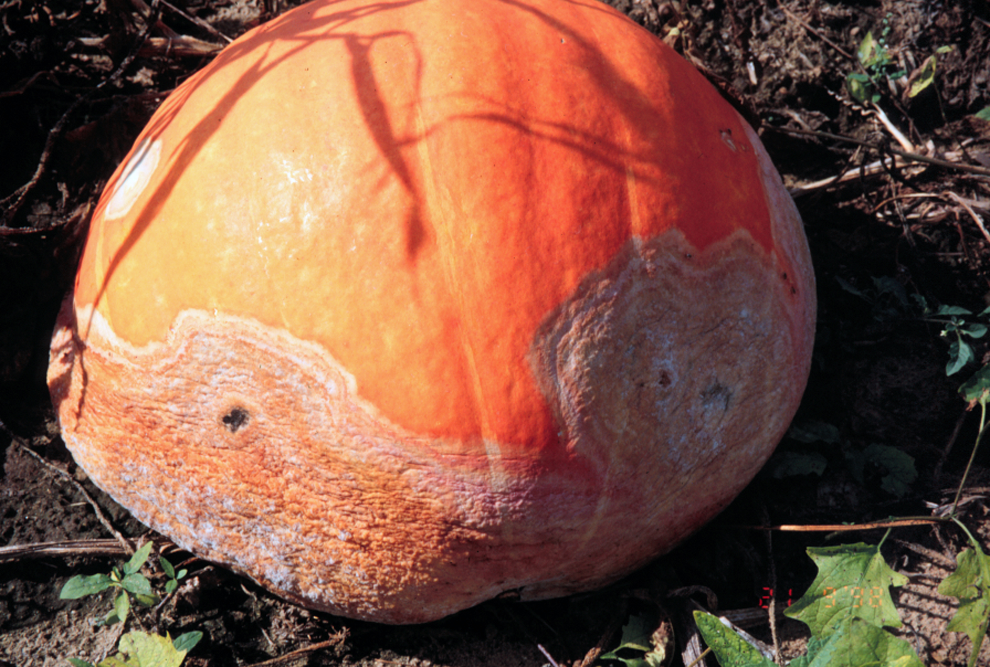 pumpkin with symptoms