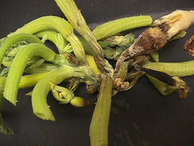 Phytophthora on squash