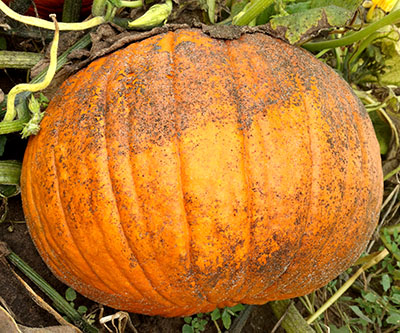 Aphid honeydew on pumpkin
