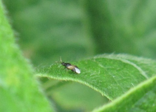 Hot, dry weather increases risk of spider mites and thrips in