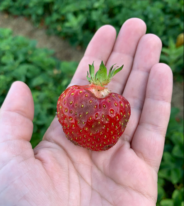 Anthracnose on strawberries.