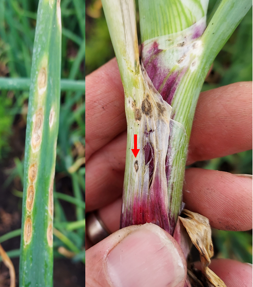 Anthracnose on onions