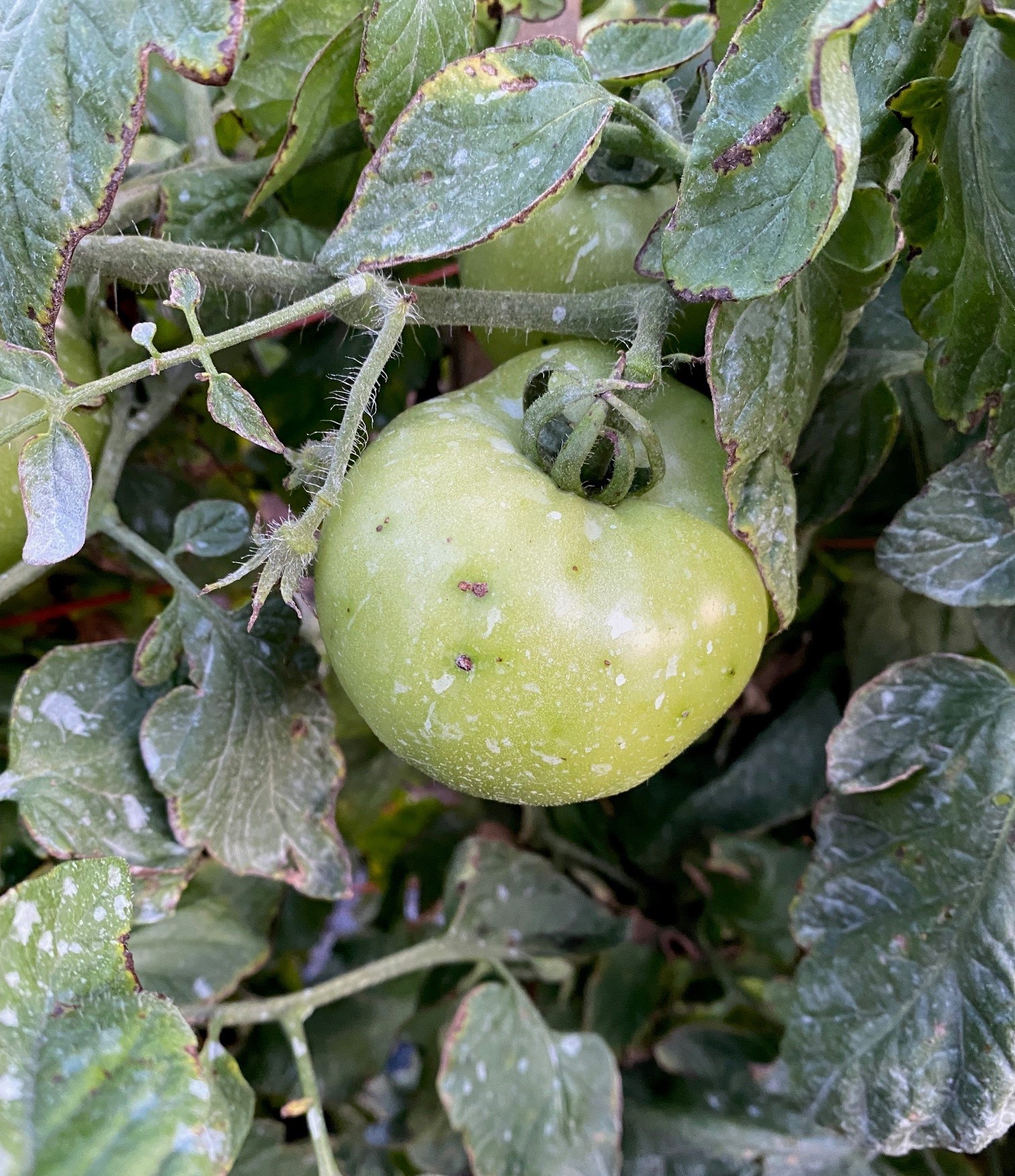 birds-eye spotting on fruit