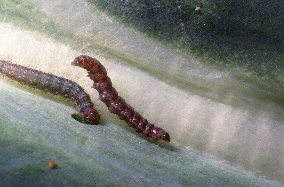 Diamondback moth larvae