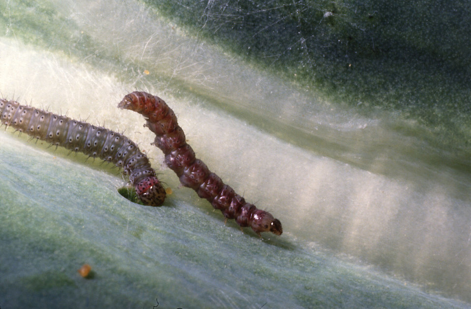 Diamondback moth larvae