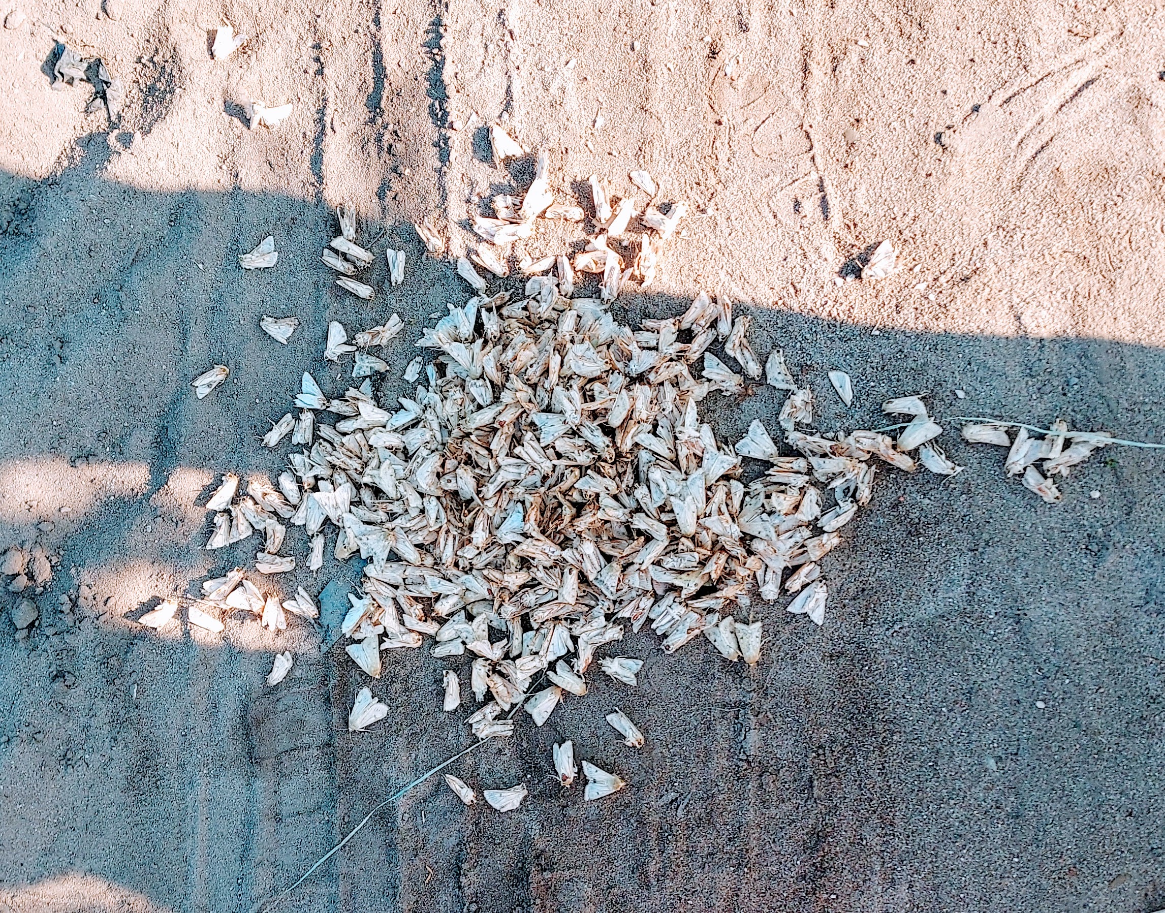 A pile of dead corn earworm moths on the ground