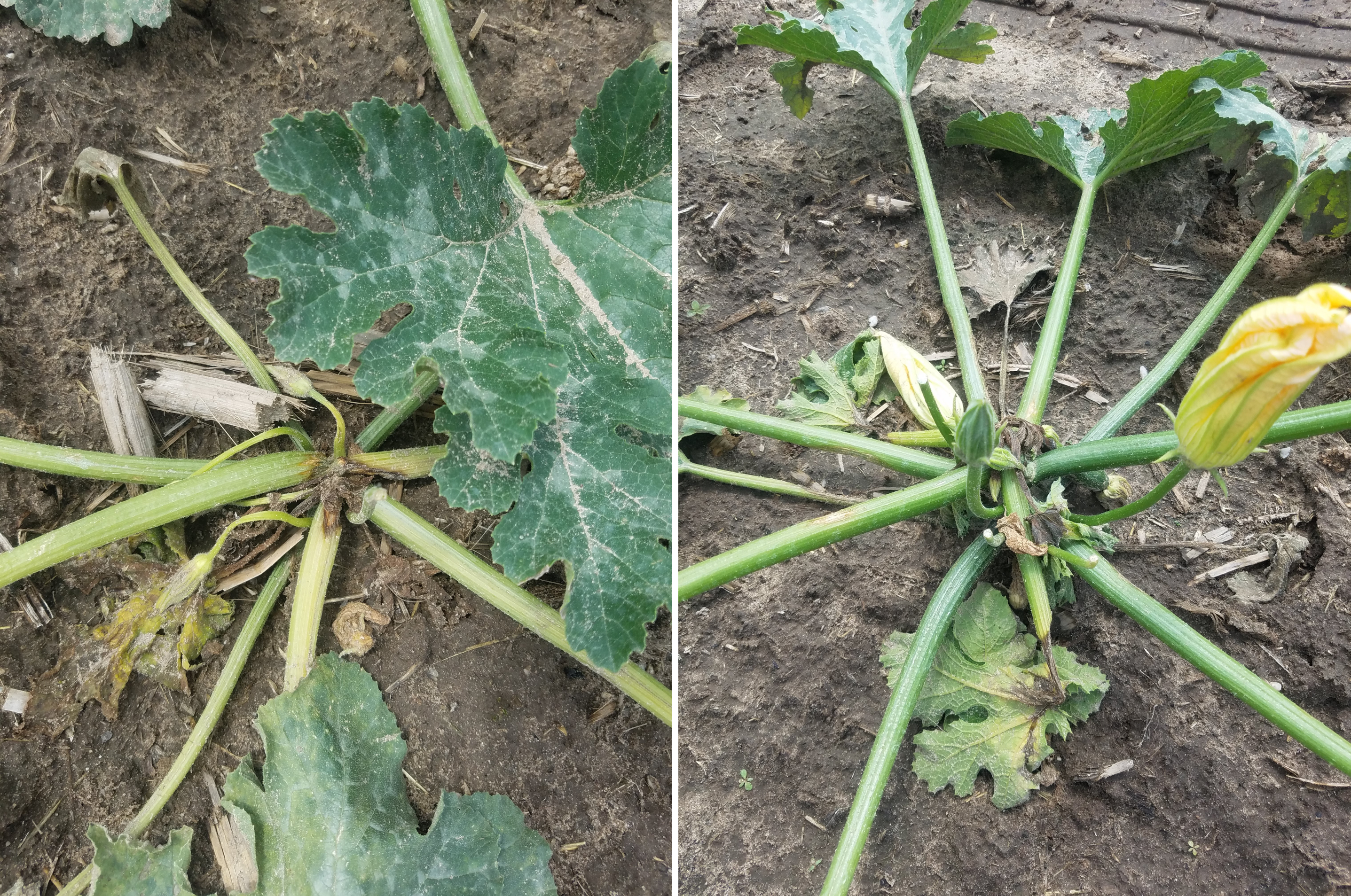 two images of disease symptoms