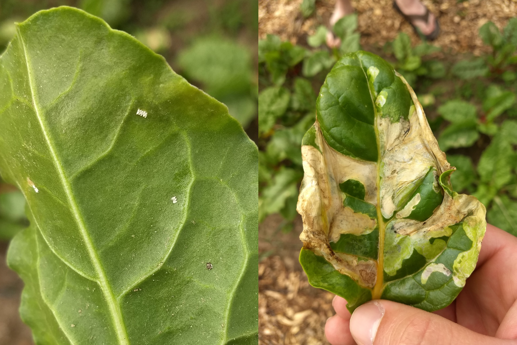 Leafminer