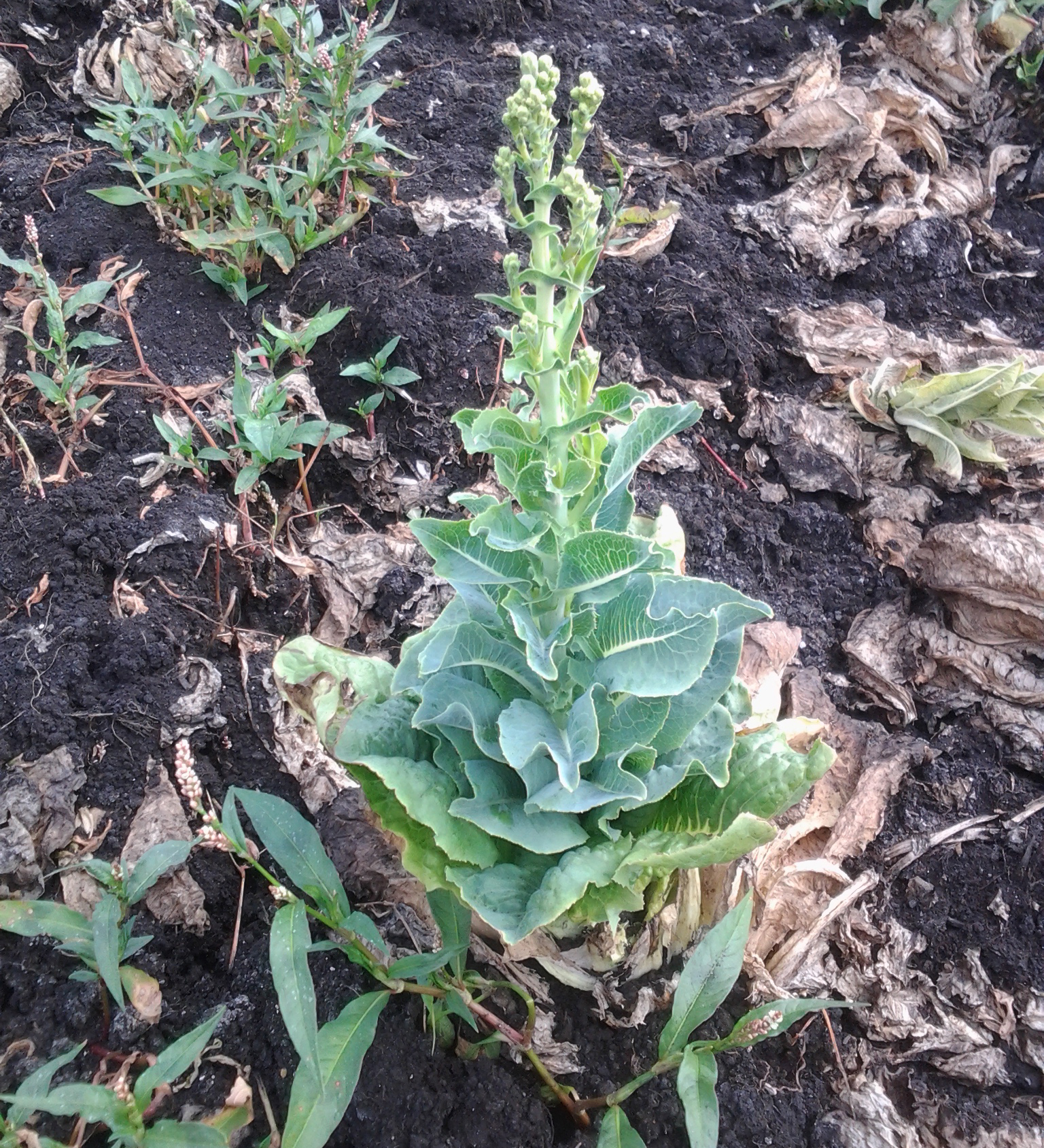 Lettuce bolting