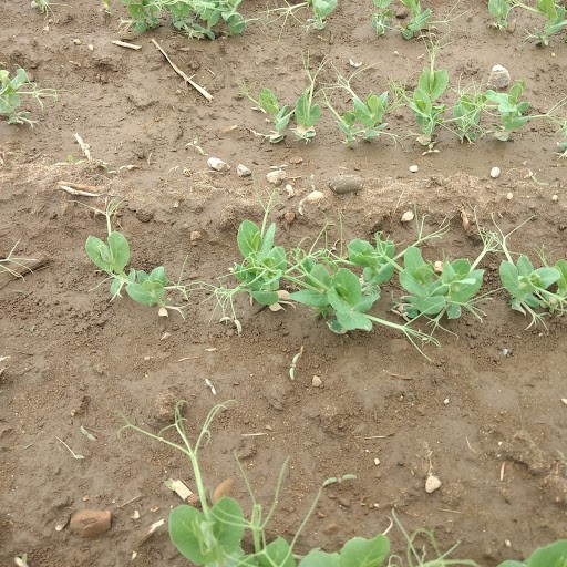 Peas in central Michigan