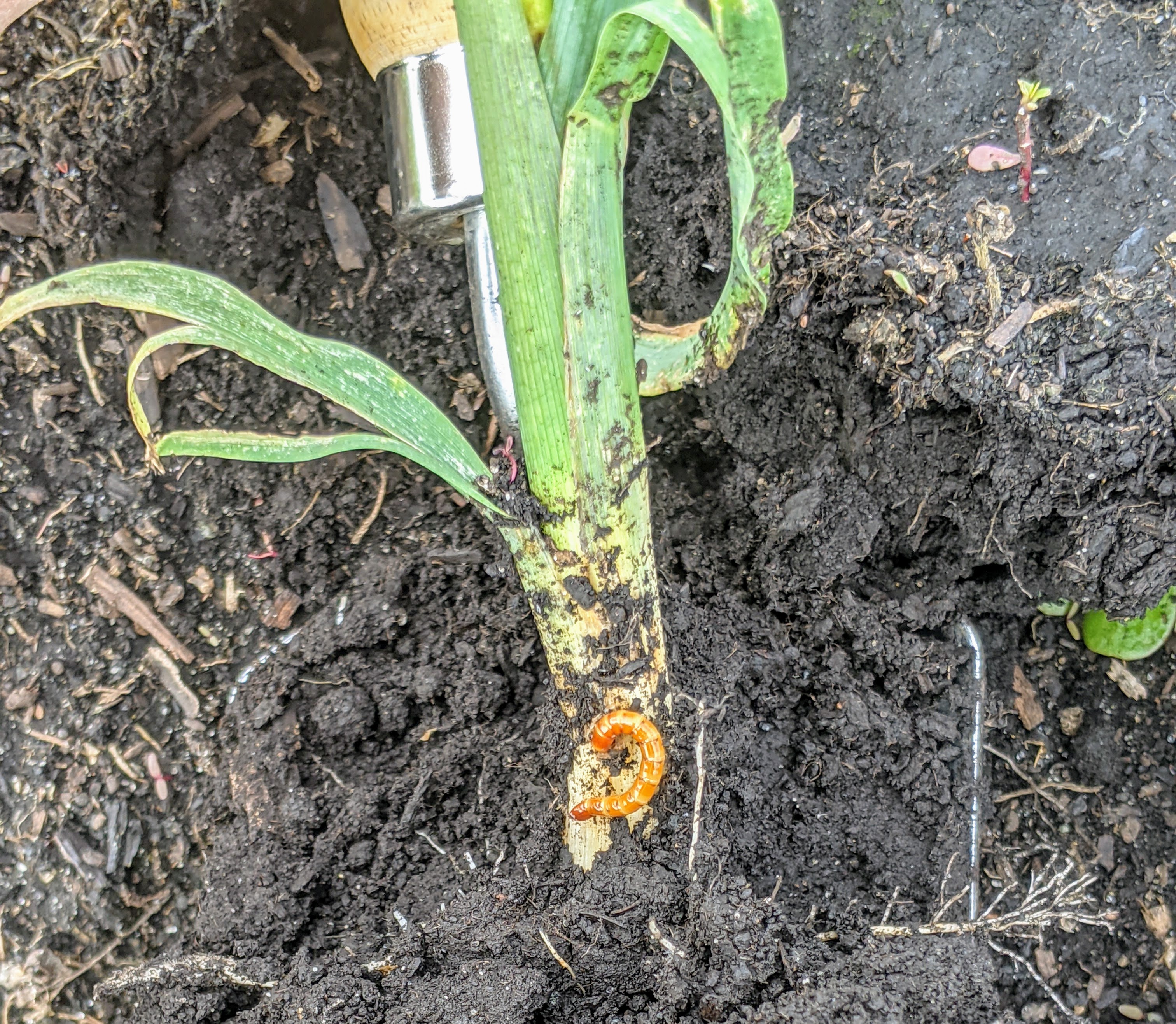 Wireworm at the base of a corn root.