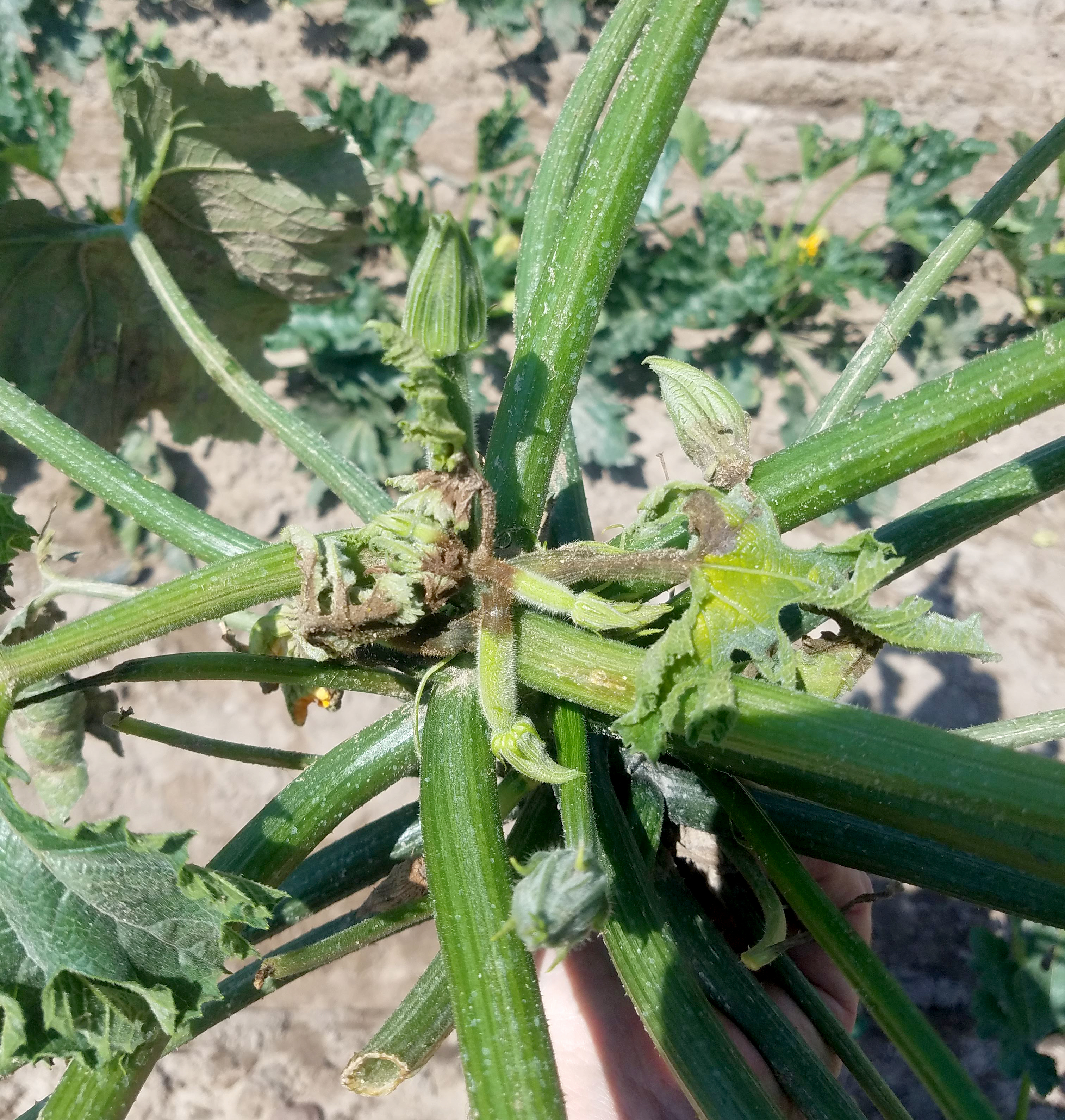 Phytophthora in zucchini